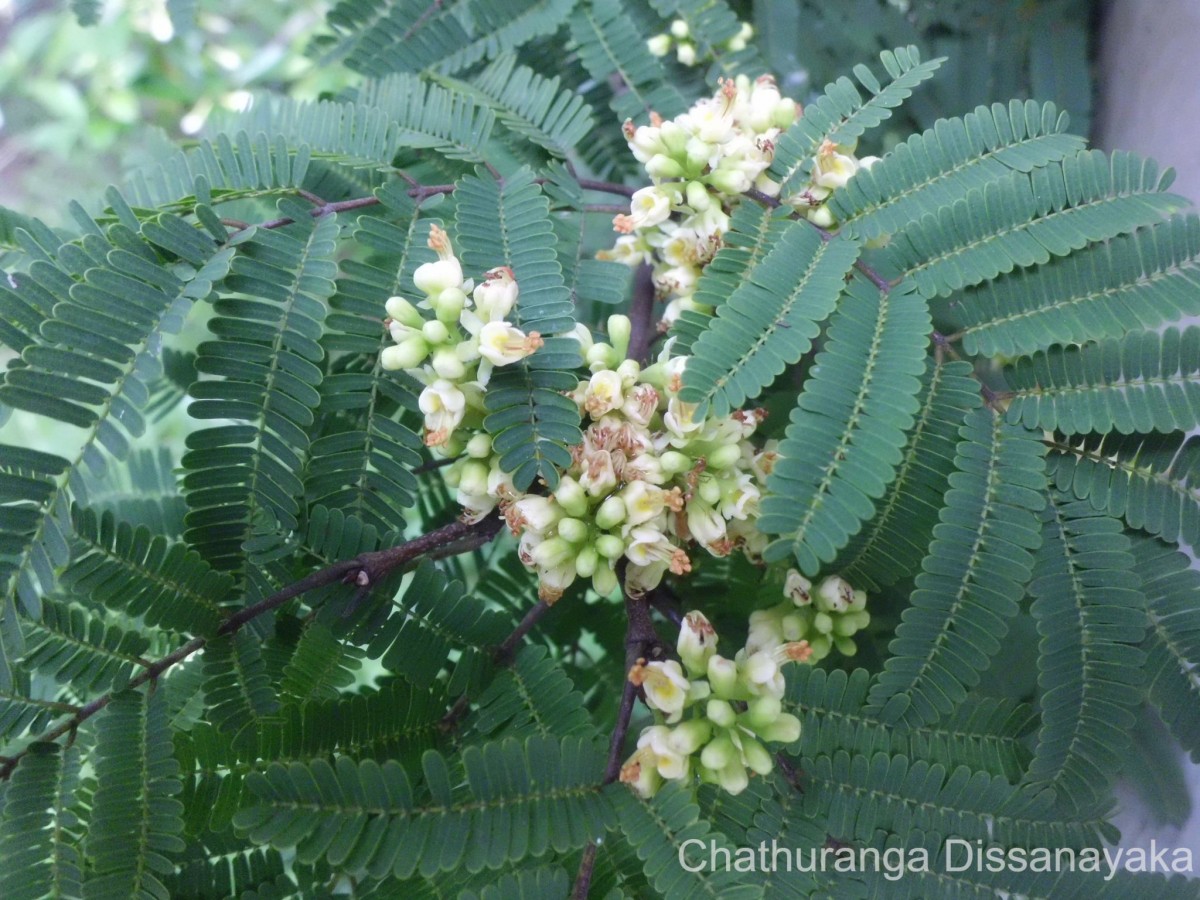 Libidibia coriaria (Jacq.) Schltdl.